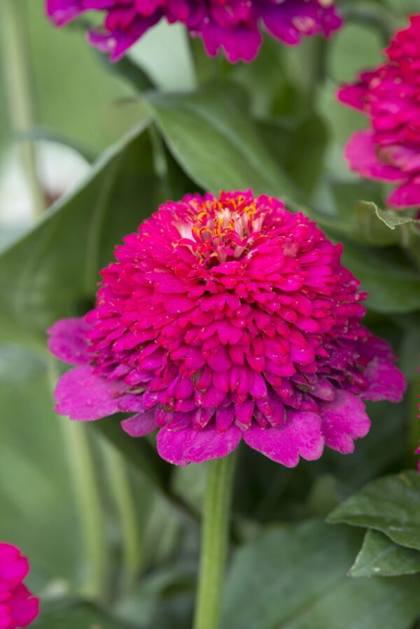 Rézvirág-Zinnia elegans-'Cresto! Violet'