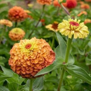 Rézvirág- Zinnia elegans-' Queen Lime Orange'