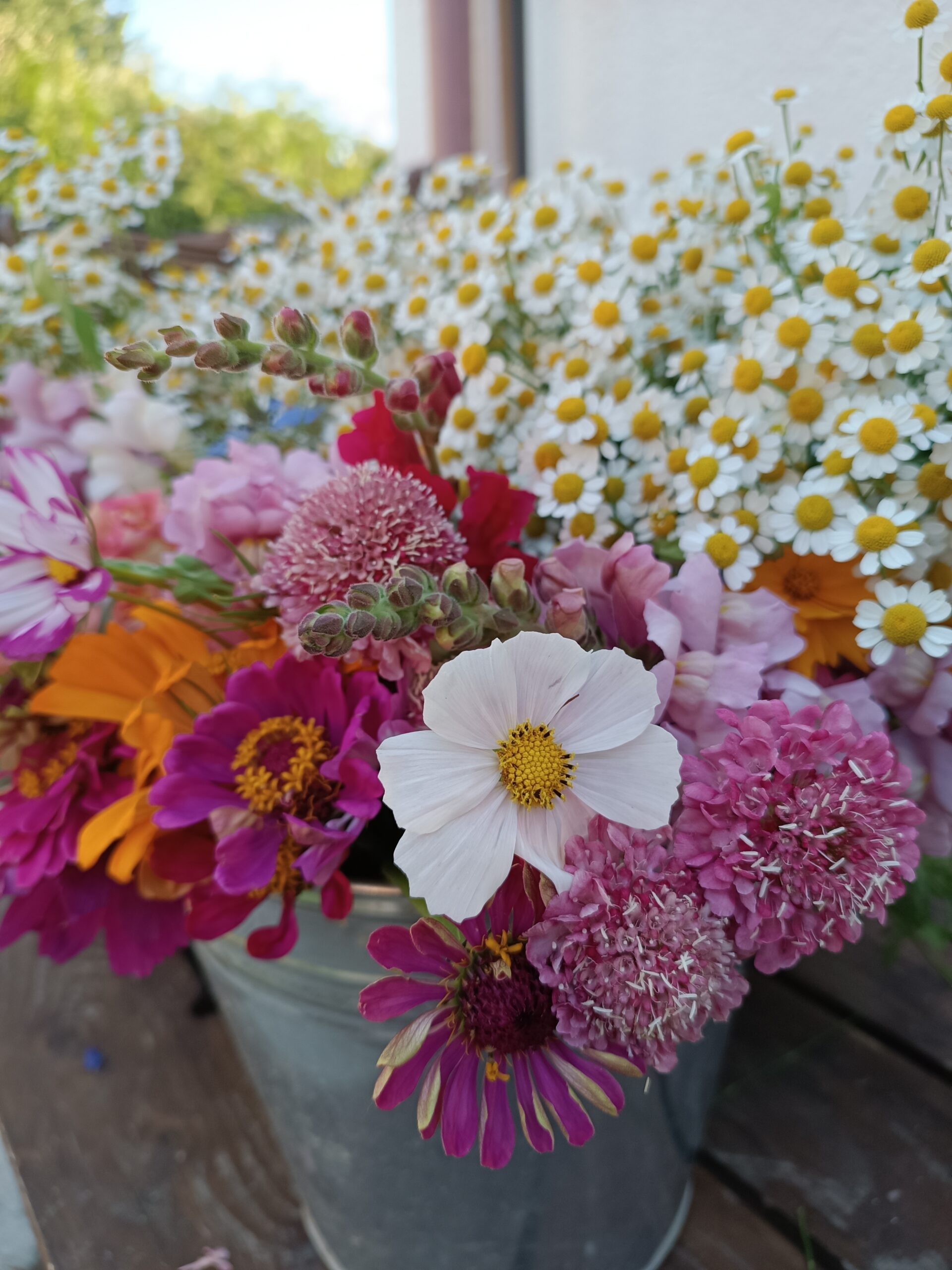 Őszi margitvirág- Tanacetum Parthenium-' Vegmo Single' - Image 2