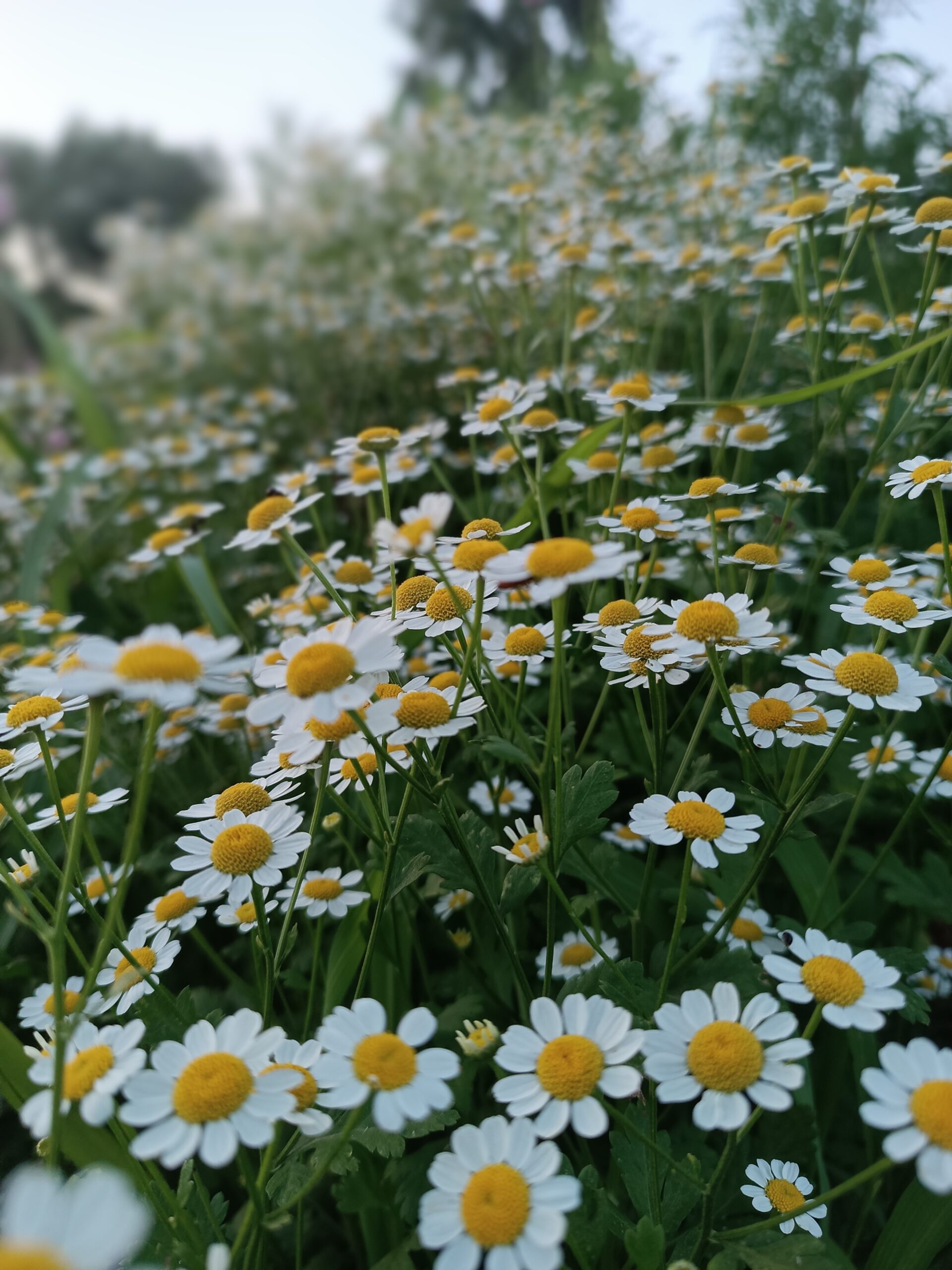 Őszi margitvirág- Tanacetum Parthenium-' Vegmo Single' - Image 3