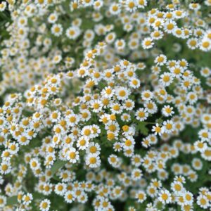 Őszi margitvirág- Tanacetum Parthenium-' Vegmo Single'