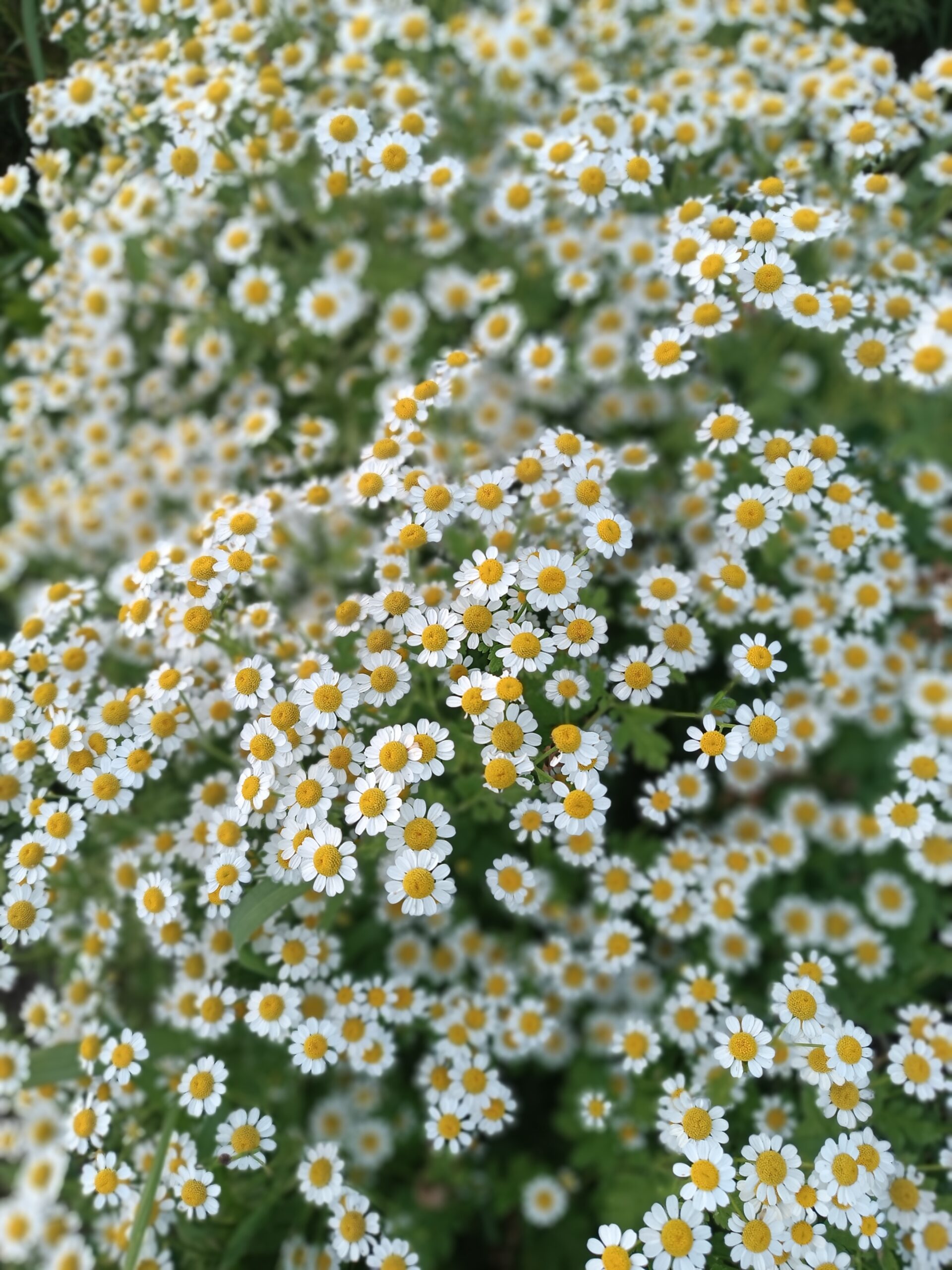 Őszi margitvirág- Tanacetum Parthenium-' Vegmo Single'