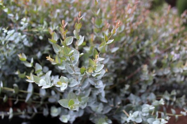 Eukaliptusz- Eucalyptus latens-'Moon Lagoon' - Image 2