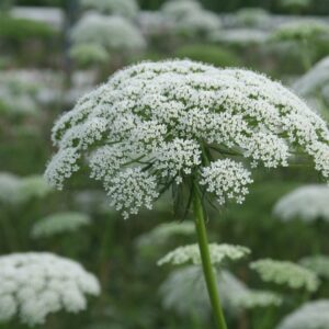 Ammi /Fogpiszkálófű- Ammi visnaga-'Green Mist'