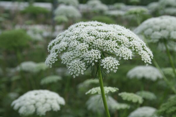 Ammi /Fogpiszkálófű- Ammi visnaga-'Green Mist'