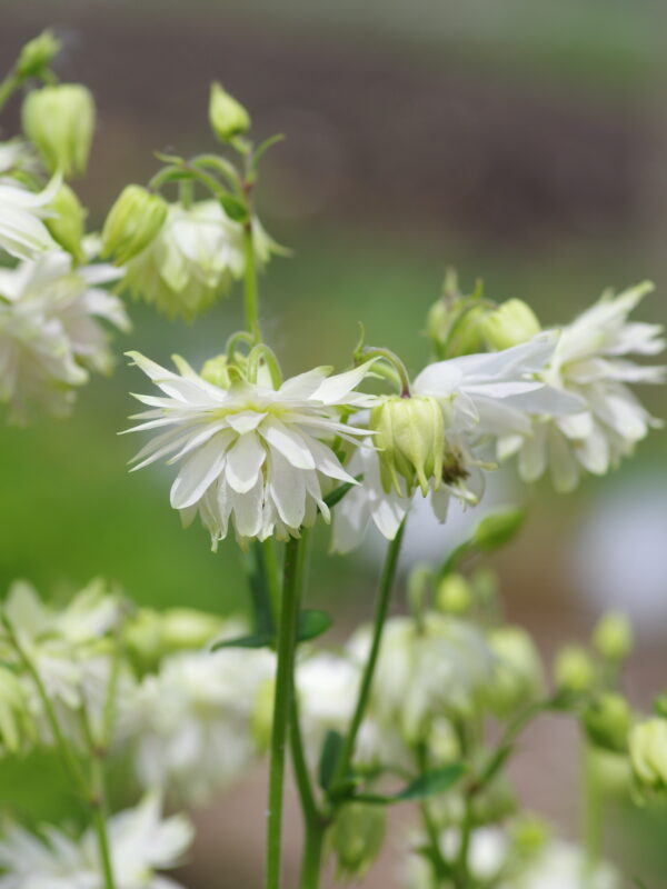 Harangláb- Aquilegia Vulgaris-'White Barlow'