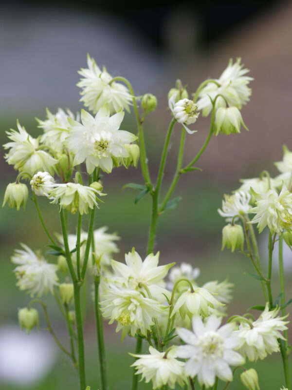 Harangláb- Aquilegia Vulgaris-'White Barlow' - Image 2