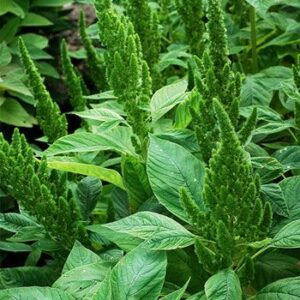 Amaránt- Amaranthus sanguineus nanus- 'Green Thumb'
