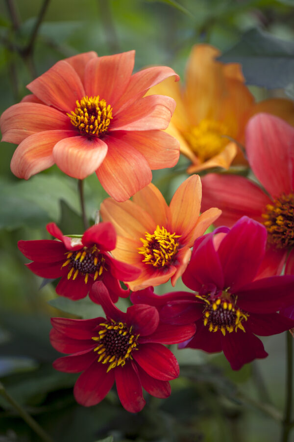 Dália mag- Dahlia hybrida-'Bishop's Children'