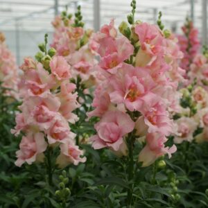 Tátika- Antirrhinum majus- 'Doubleshot Appleblossom'