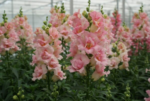 Tátika- Antirrhinum majus- 'Doubleshot Appleblossom'