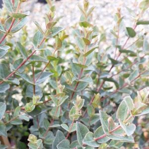 Eukaliptusz- Eucalyptus latens-'Moon Lagoon'