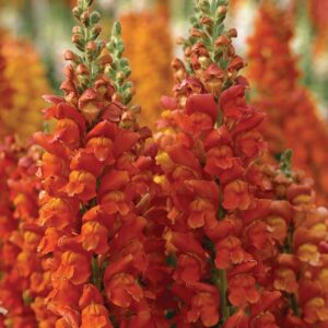 Tátika- Antirrhinum majus- 'Overture orange'