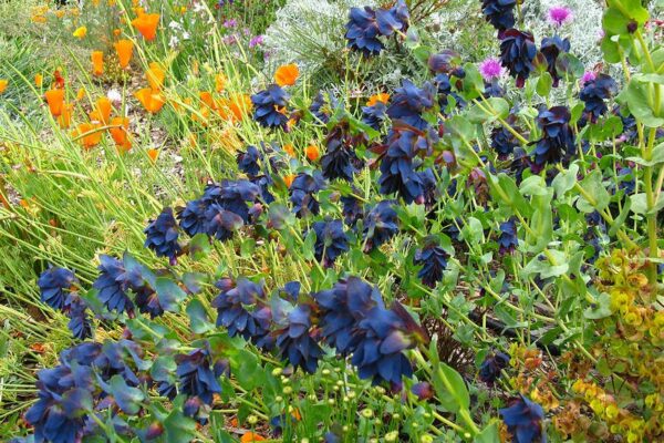 Szeplőlapu-Cerinthe major purpurascens-'Kiwi Blue' - Image 2