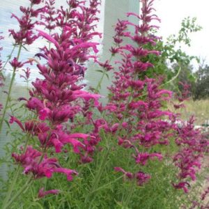 Kolibrimenta- Agastache cana-' Heather Queen'