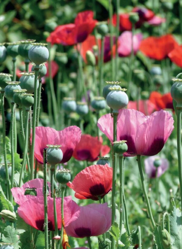 Díszmák- Papaver somniferum -'The Giant' - Image 3