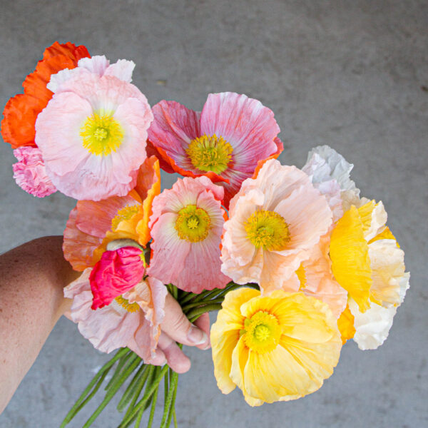 Izlandi Pipacs- Papaver nudicaule-'Kelmscott Giants' - Image 2
