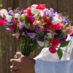 Szagos bükköny-Lathyrus odoratus-'King Size Formula Mix'