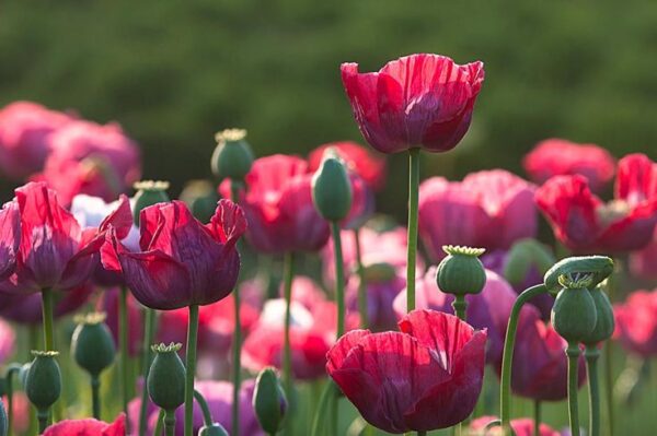 Díszmák- Papaver somniferum -'The Giant' - Image 2