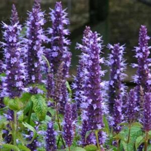 Kolibrimenta- Agastache hybrida-' Astello Indigo'