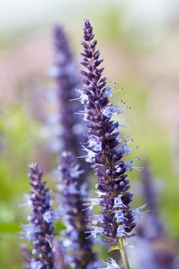 Kolibrimenta- Agastache hybrida-' Astello Indigo' - Image 2