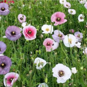 Díszpipacs - Papaver rhoeas-'Mother of Pearl'