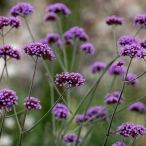 Ernyős verbéna- Verbena bonariensis-' Vanity fsn'