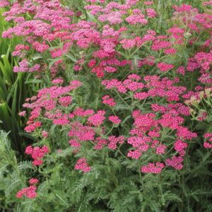Cickafark- Achillea millefolium- 'Cerise Queen'