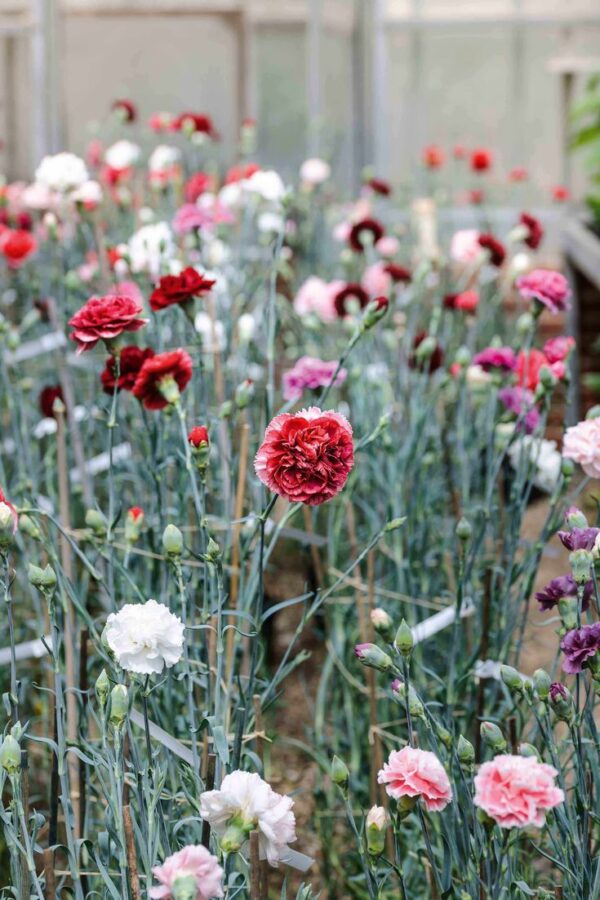 Szegfű- Dianthus caryophyllus-' Chabaud duplavirágú színkeverék' - Image 2