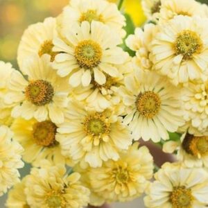 Rézvirág- Zinnia elegans- Isabellina