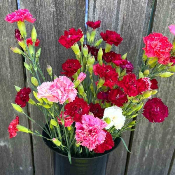 Szegfű- Dianthus caryophyllus-' Chabaud duplavirágú színkeverék'