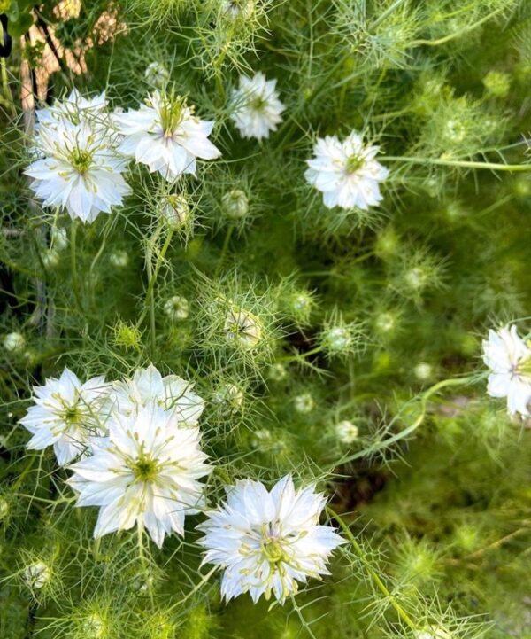 Borzaskata- Nigella damascena- 'Miss Jekyll White' - Image 4