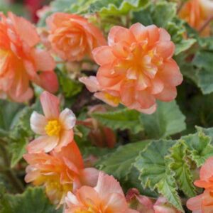 Begónia- Begonia Tuberhybrida- 'Illumination golden picotee'