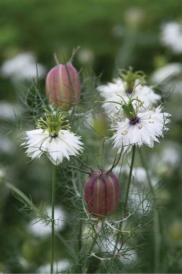 Borzaskata- Nigella damascena- 'Miss Jekyll White' - Image 2