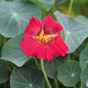 Sarkantyúka- Tropaeolum minus- 'Baby Rose'
