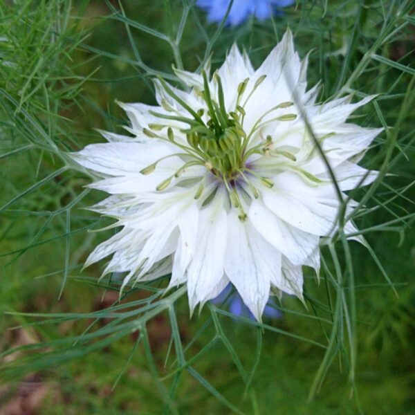 Borzaskata- Nigella damascena- 'Miss Jekyll White'