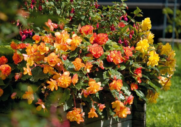 Begónia- Begonia Tuberhybrida- 'Illumination golden picotee' - Image 4