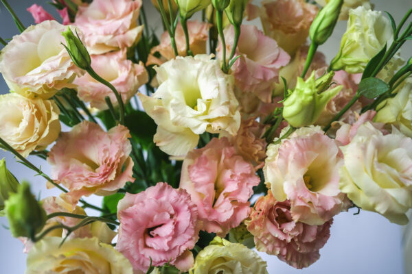 Eustoma grandiflorum - Arena 3 Champagne palánta /5 db - Image 3