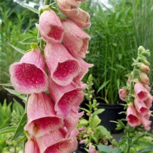 Gyűszűvirág- Digitalis x mertonensis- " Summer King"