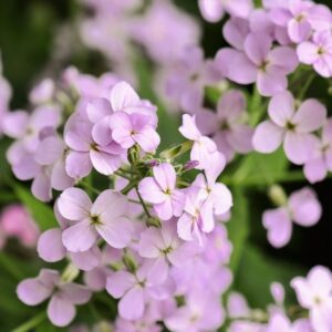 Hölgyestike- Hesperis matronalis- színkeverék