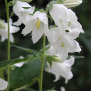 Csalánlevelű harangvirág- Campanula trachelium - Alba