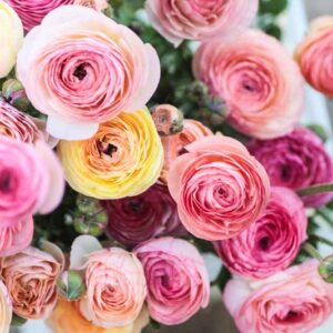 Ázsiai Boglárka-Pastel mix (5db)