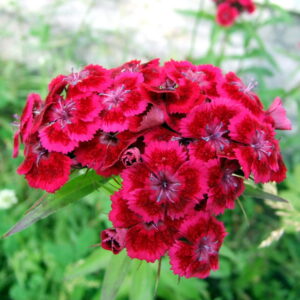 Törökszegfű- Dianthus barbathus- Oeschberg
