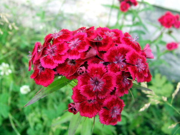 Törökszegfű- Dianthus barbathus- Oeschberg