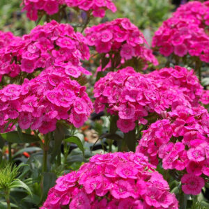 Törökszegfű- Dianthus barbathus- Pink Beauty