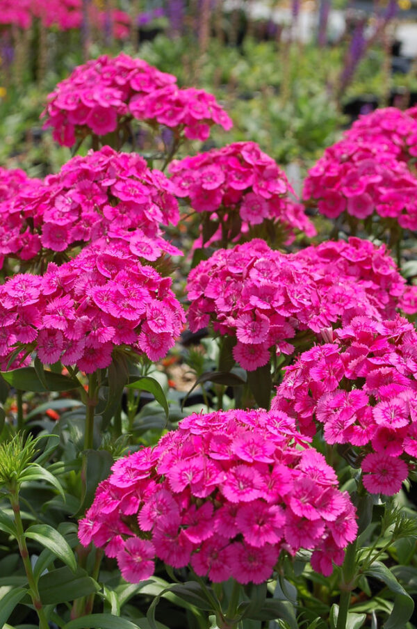 Törökszegfű- Dianthus barbathus- Pink Beauty