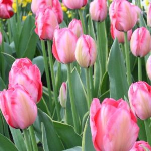 Design Impression tulipán-valódi évelő(5db)