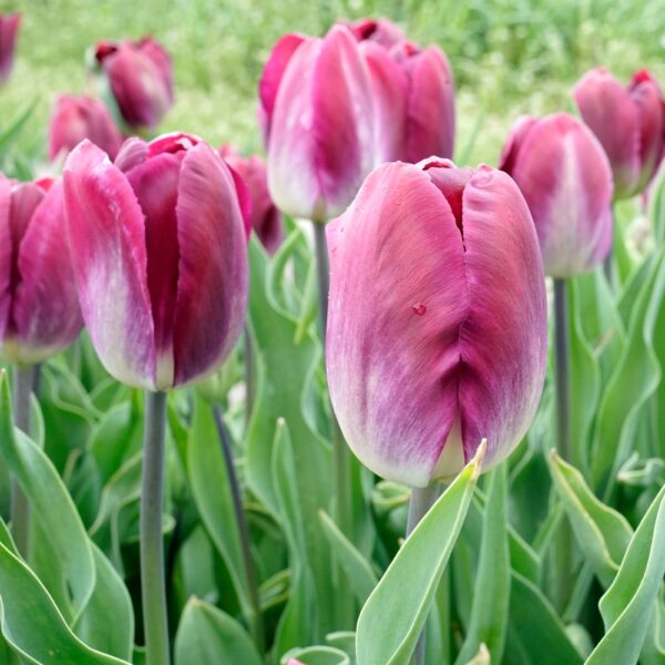 Kansas Proud tulipán (5db) - Image 2