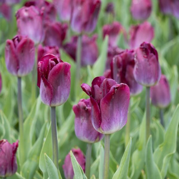 Kansas Proud tulipán (5db)