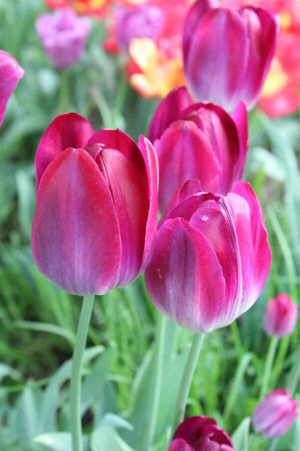 Kansas Proud tulipán (5db) - Image 3